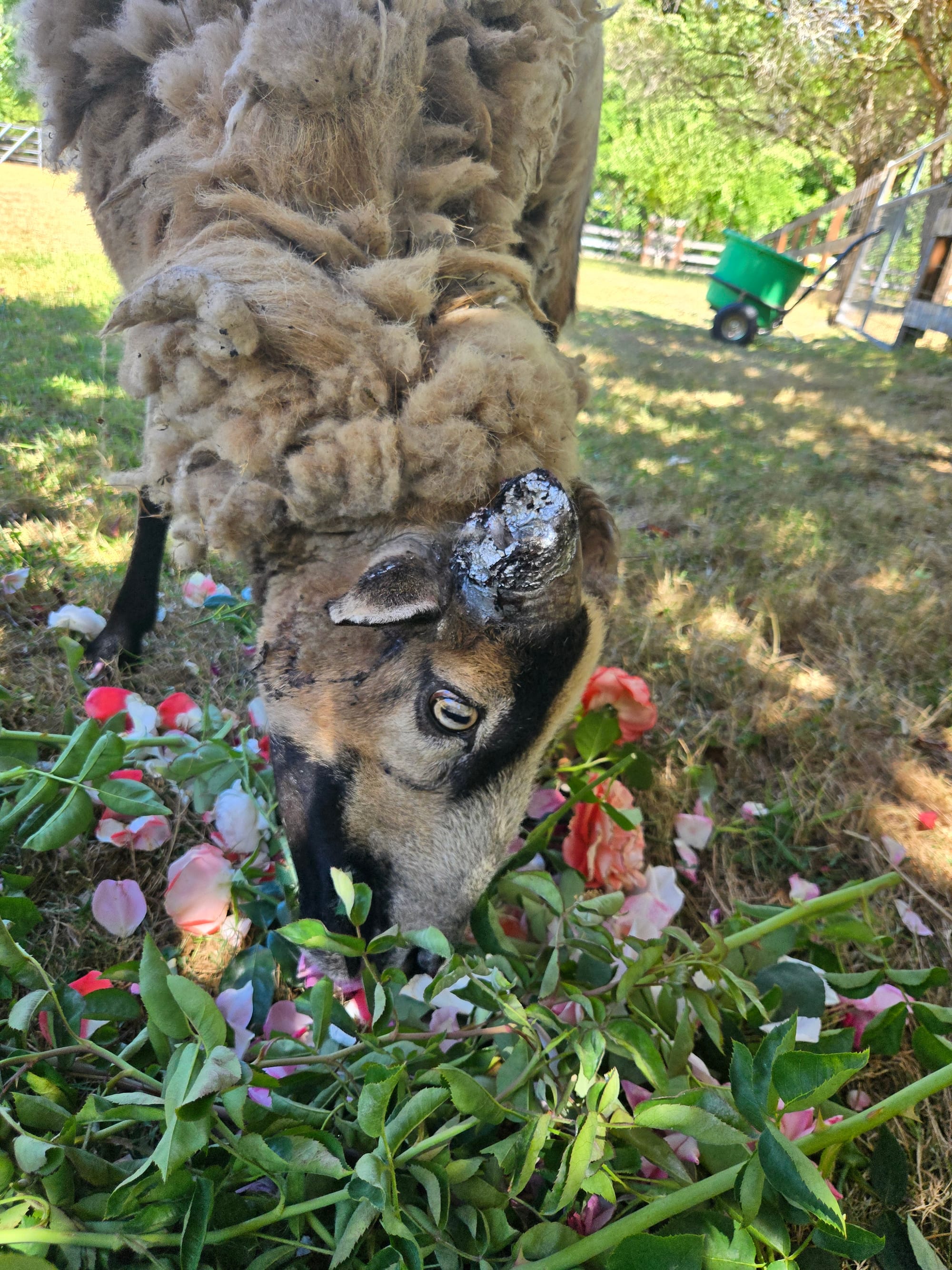 Tending the Greenery of the Heart | August Newsletter