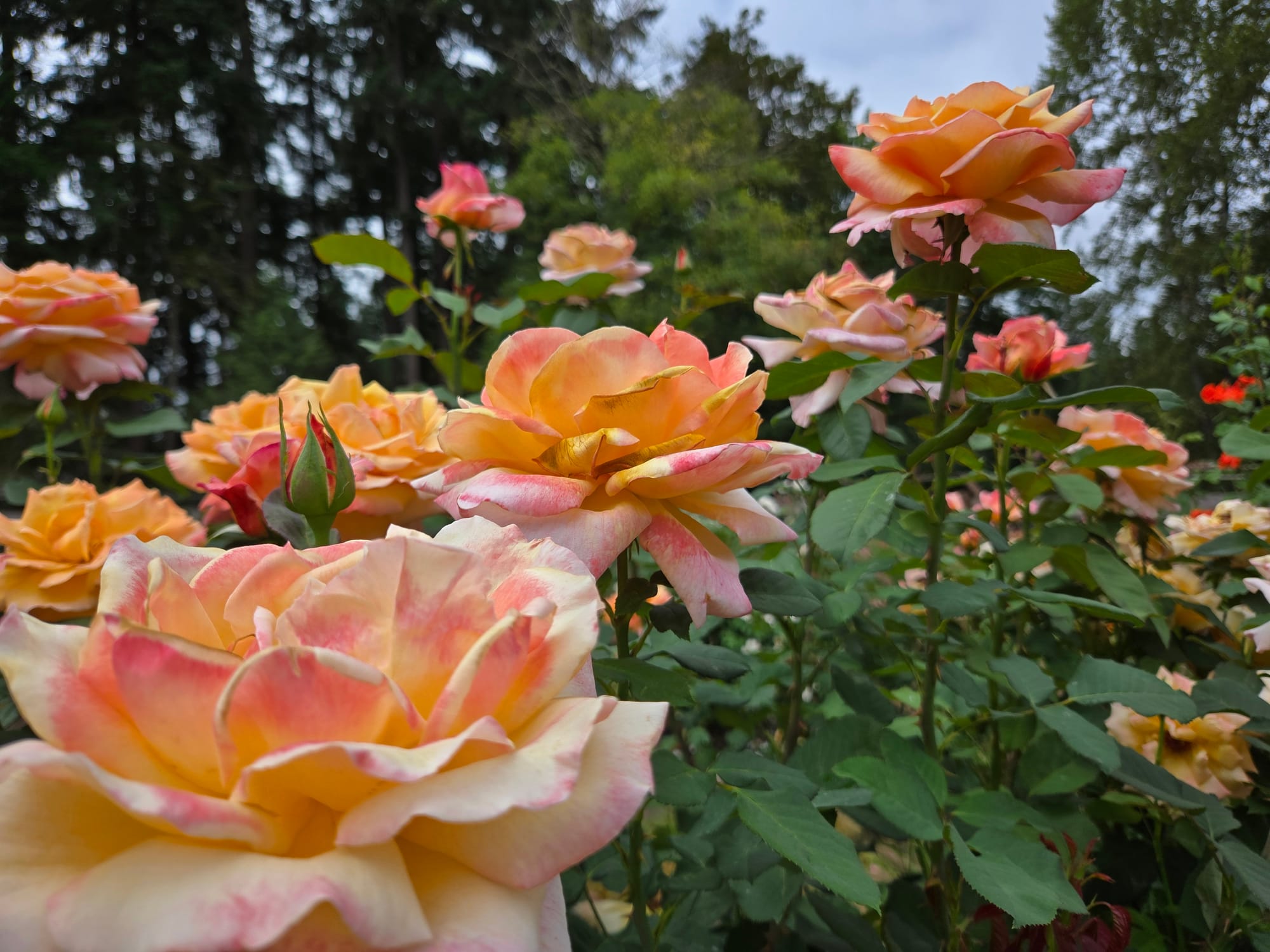 Tending the Greenery of the Heart | August Newsletter
