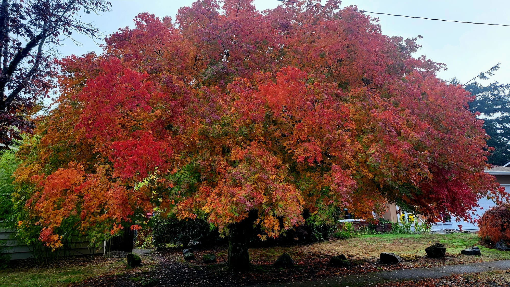 Rooted Breath, Radiant Heart