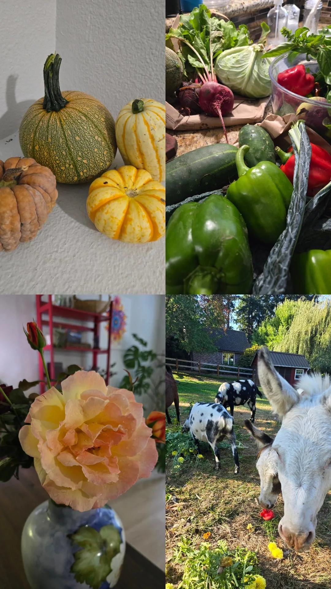 Steady, Fluid, Strong & Clear | Tending to the Heart of Autumn