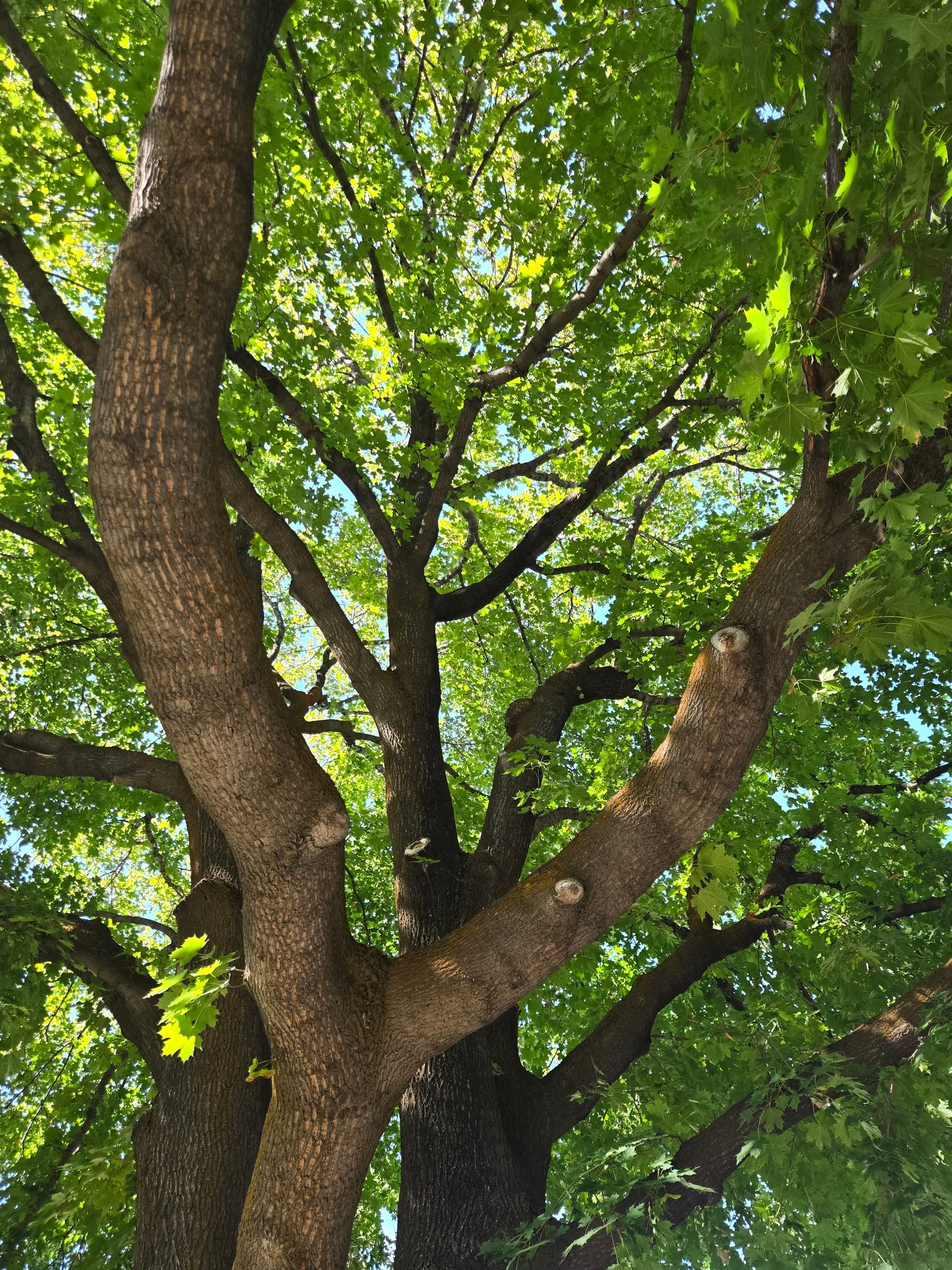 Steady, Fluid, Strong & Clear | Tending to the Heart of Autumn