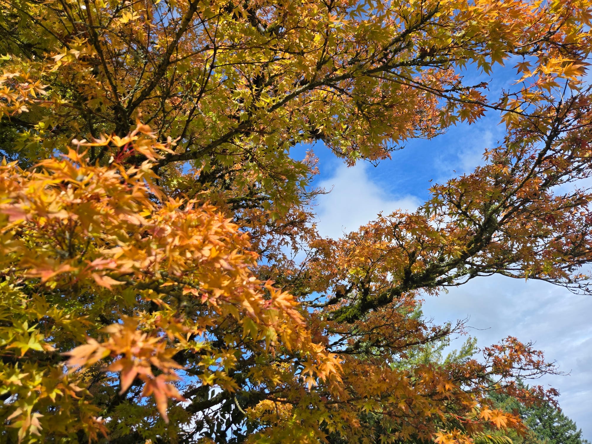 Steady, Fluid, Strong & Clear | Tending to the Heart of Autumn