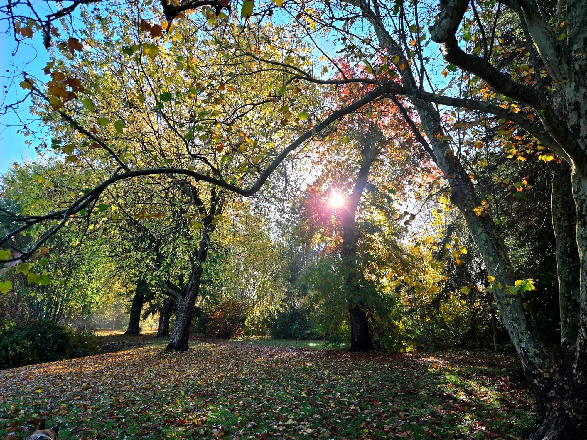 Surrender into Shadow- Seasonal Centering & Offerings for November