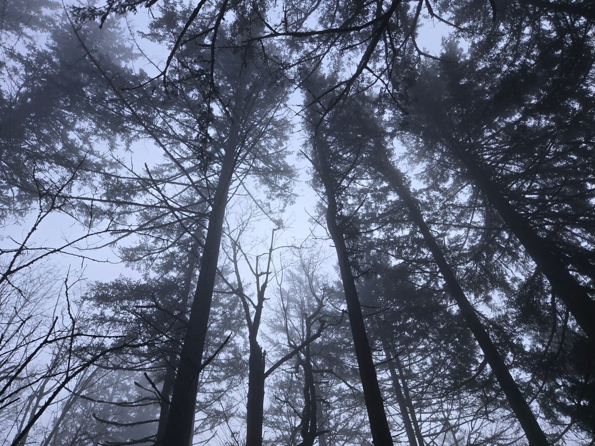 Foundation & Flow: Wolf Moon Shines on Winter Wellness