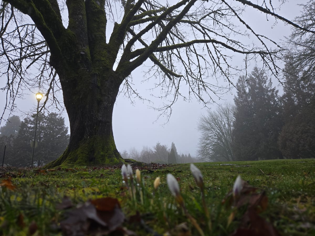 Satya & Svadhyaya: Embracing Truth & Compassion as Winter Fades