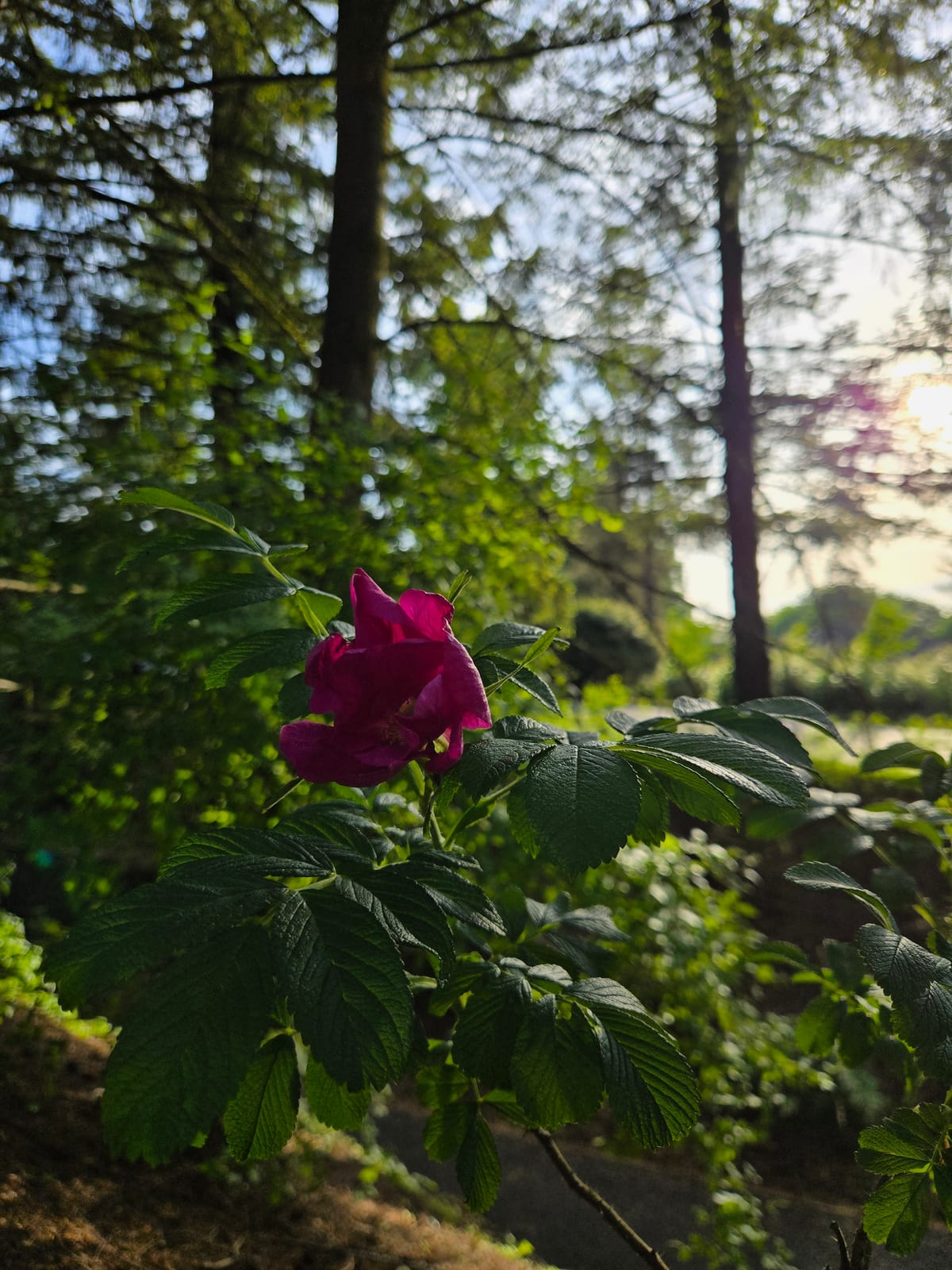 So Hum: Tending the Inner Garden