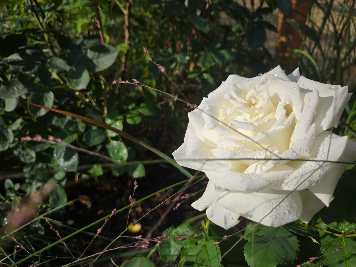 Refinement & Rhythm | Uncover Serenity in Simplicity