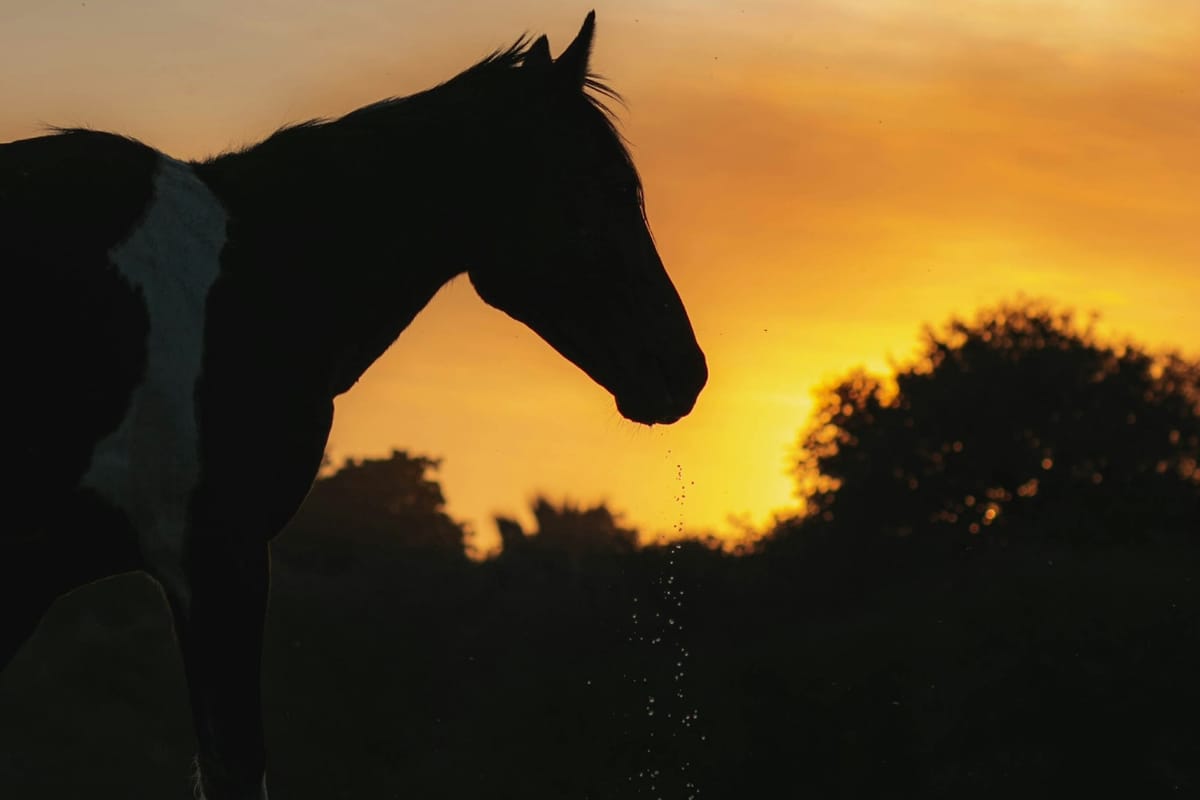 Thaw, Tend, Integrate :  Gathering the Gifts of February