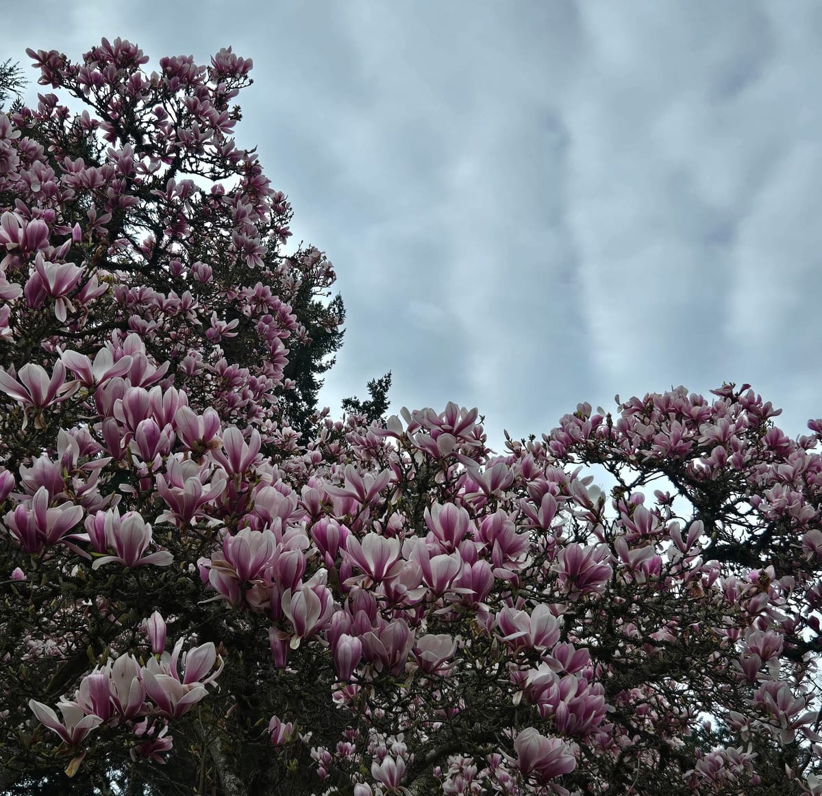 Reflections into Spring. Recalibrate. Renew. Awaken🌿