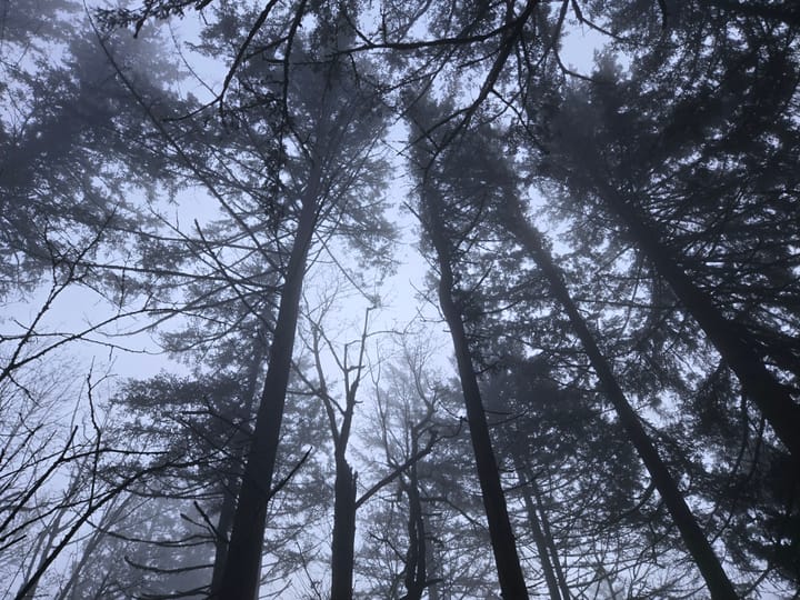 Foundation & Flow: Wolf Moon Shines on Winter Wellness