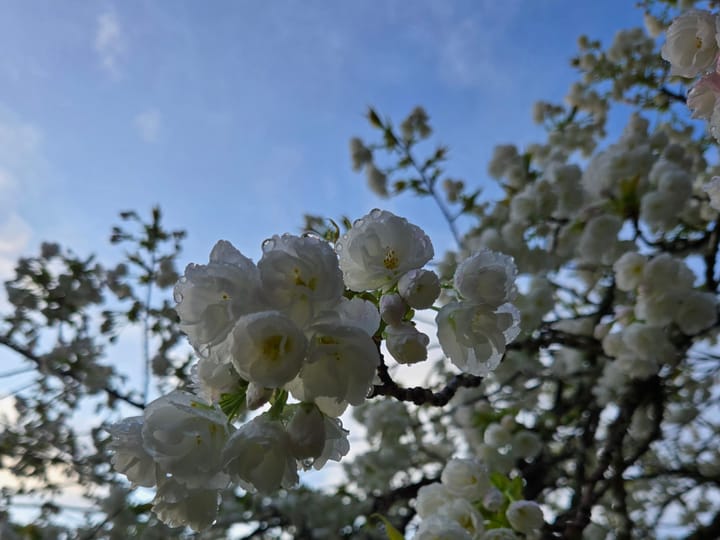Surrender to Bloom: Strength in Becoming