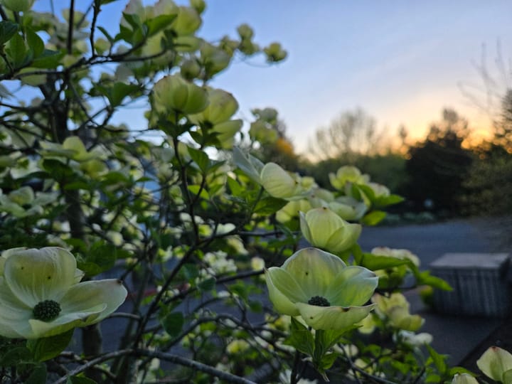 The Miracle of Earth: Belonging, Simplicity, & Letting Go