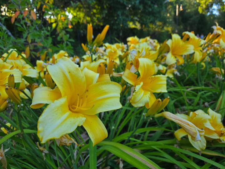 Tending Passion with Presence : Garden Yoga, 3rd Chakra & a Summer Blessing