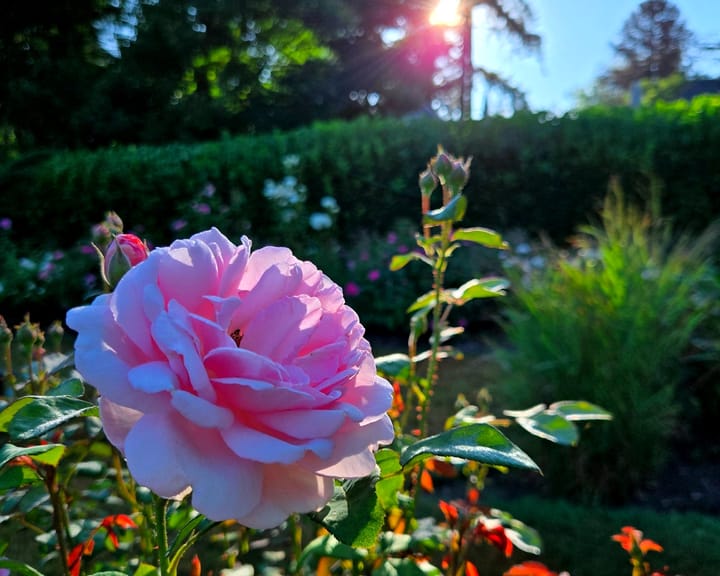 Hands to Heart: Claim Your Light, Embody Your Radiance | Upcoming Nourishment Series
