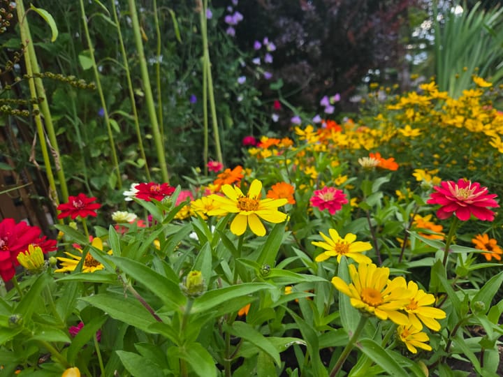 Tending the Greenery of the Heart | August Newsletter