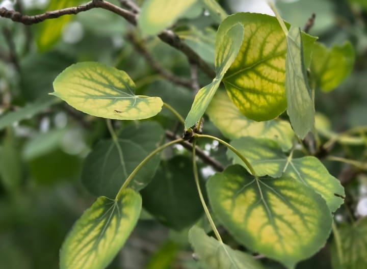 Heart & Root: An Inherent Connection + Weekly Offerings
