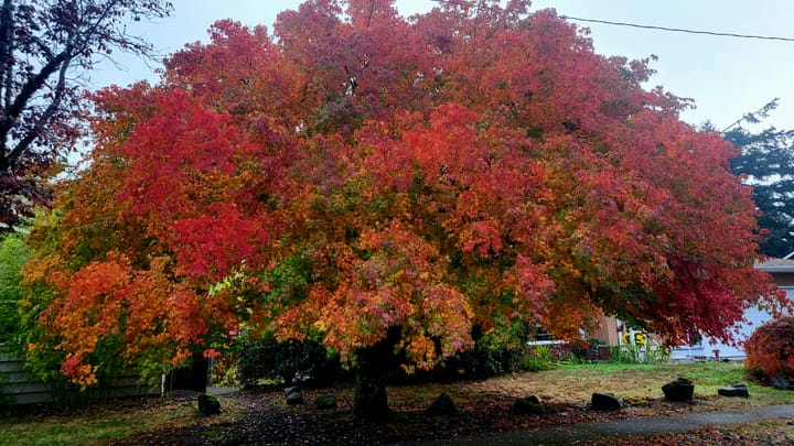 Rooted Breath, Radiant Heart