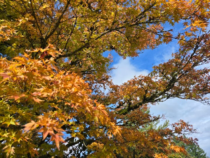 Steady, Fluid, Strong & Clear | Tending to the Heart of Autumn