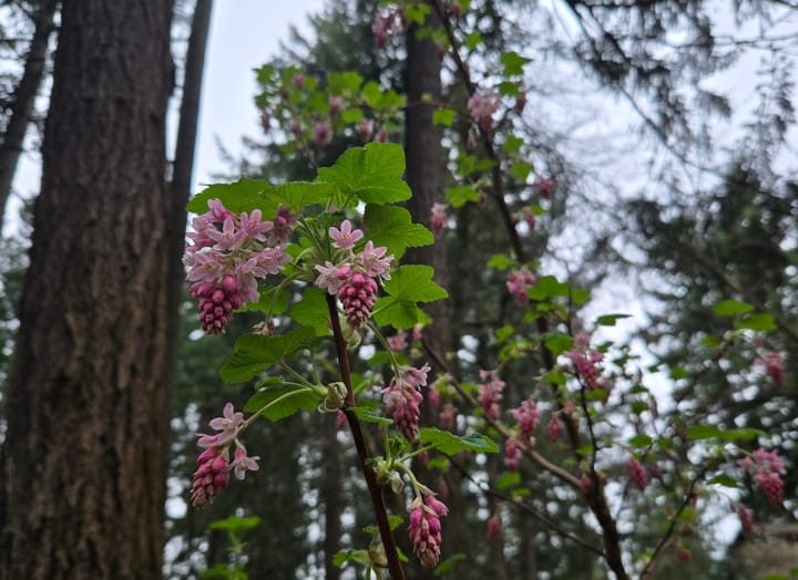 Sunday Blessings-a Simple Check in & the Week Ahead