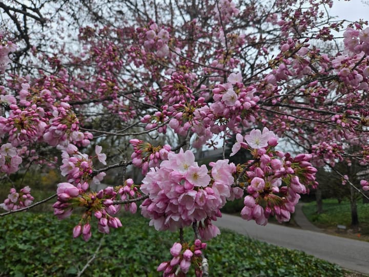 At the threshold of spring — spaces to gather 🌿
