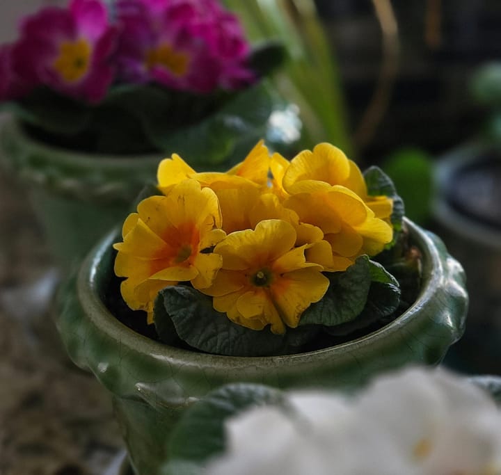 April Eve: Tending the Spark of Spring